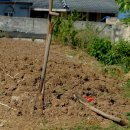 꽃보다 강쥐 이미지