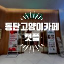 캣플 동탄점