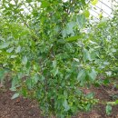 금수농장 이미지