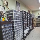 배미농장 | 경기도 일산파충류샵 덕표내 파충류 체험, 크레스티드 게코 둘째 입양 후기