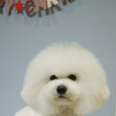 쿨 애견미용 이미지