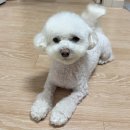 주인아 미용하고가 | 사랑 듬뿍, 추억 가득했던 아엔이의 10월 일상 기록🍁