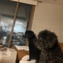 꽃남이네