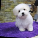 달링하이울산 이미지