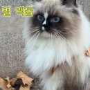 고양이카페 네이버블로그