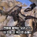 벅벅가든 이미지