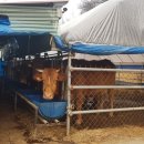 한우막사 이미지