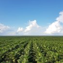 인터팜(주) 이미지