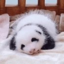 뽀솜뽀솜 이미지