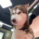 마이핫독 이미지