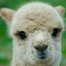 펫살롱 토비몰리 | 청주 가경동 비숑 알파카미용 (애견미용 펫살롱 토비몰리)