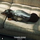 선샤인퍼피 이미지