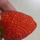 안양농장 | 김해딸기농장 김해 안양 딸기농장 설향 딸기체험후기