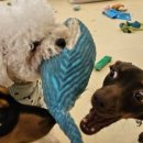 멍린이집 이미지