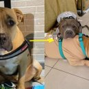 안아줄개 이미지