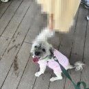 고산자로10길 | 서울 동대문) 서울 도심에 위치한 아늑한 유기견 입양센터, 발라당 입양센터 산책봉사