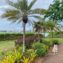 (유)리치주유소 | 괌 렌트카 현지 리치렌트카 비용 괌우기 필수!