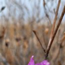 황매산, '산철쭉'은 못 먹는 꽃이라 하여 '개꽃'이라 부르기도 한다. 이미지