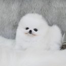 빵실빵실 이미지