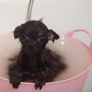 파라다이스펫 살롱 이미지