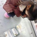 와우펫앤쥬진주점 | 진주파충류 와우펫앤쥬 진주점 도마뱀 크리스티드개코