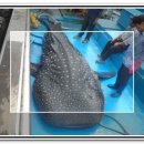 고래바다PC 이미지