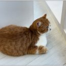 캣플헤븐 AK플라자금정점 | 캣플헤븐 AK플라자 금정점 방문 후기