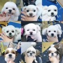 랄라펫살롱 네이버블로그