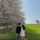 전국구로 꽃구경 다닌 4월 일상 모음집