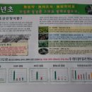G천년초