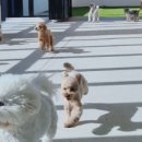 슬기로운 댕댕 유치원 이미지