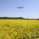 하늘6(유채밭) 이미지