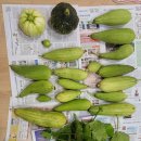 텃밭가꾸기 | 전원생활 로망 파괴! 도시민의 텃밭 가꾸기 대실패 후기 (ft. 정글 체험)