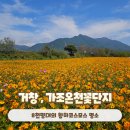 경남 거창여행 황하코스모스 명소 가조온천꽃단지 주차정보