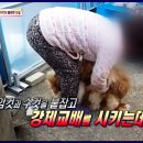 재왕 농장 이미지