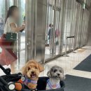 현대애견 이미지