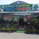 남산분재예술원 이미지