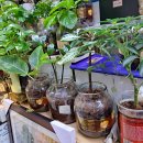 올림피아 이미지