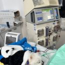 전남대학교 동물병원 이미지