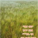 인진쑥농장 이미지