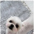 오키독키 | 이천반려견미용 강아지 미용과 호텔, 편안함이 가득한 오키독키 후기