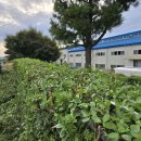 영인면 아산호로 이미지