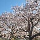 평강역 | 부산 평강 / 부산 숨은 벚꽃 명소 추천, 부산 벚꽃놀이 명소 추천 평강천 벚꽃길 다녀온 후기