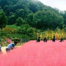 경남 함안 가볼만한곳 악양생태공원 핑크뮬리 승마공원 경비행기 체험 이미지