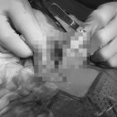 광교호수 동물병원 이미지