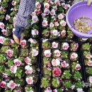 백양산 양묘장 이미지