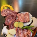 베스트애견 이미지