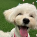 멍린이 회관 | 대구 황금동 멍린이회관 루프탑 단독 대관 내돈내산 포동 멍래블 이용 후기