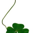 네잎클로버pc 이미지