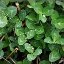 배나무목장 이미지